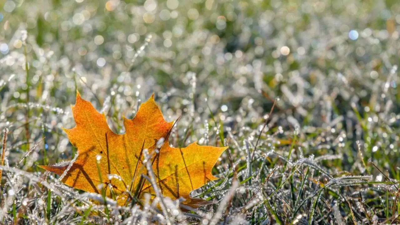 Growing grass in winter 1