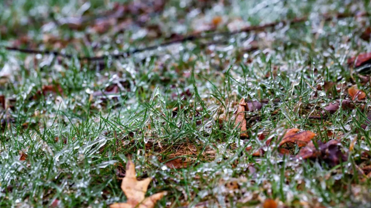 Is It Better to Leave Your Lawn Long or Short For Winter? 3 Growing grass in winter