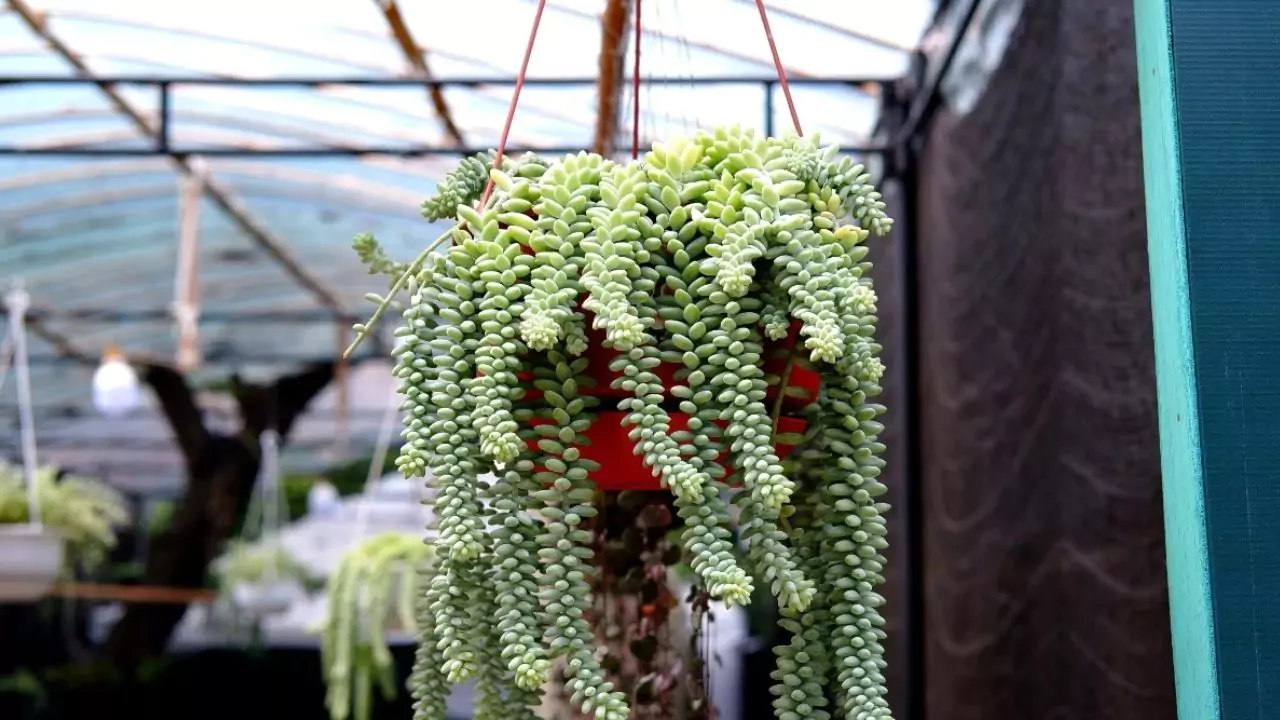 21 Succulent Bowl Planting Design Ideas 16 Hanging succulents