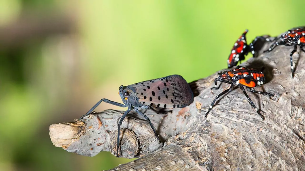 Why Are Spotted Lanternfly Bad? 1 Harmful Effects of Spotted Lanternflies