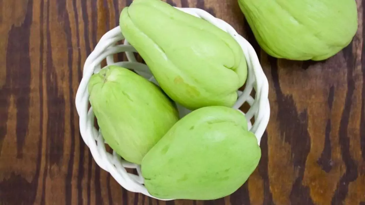 Harvesting chayote vegetable