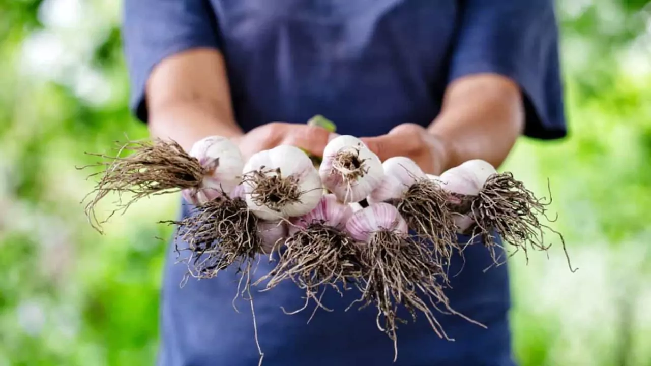 Can You Plant Organic Garlic From The Store? 3 Healthy organic garlic 1
