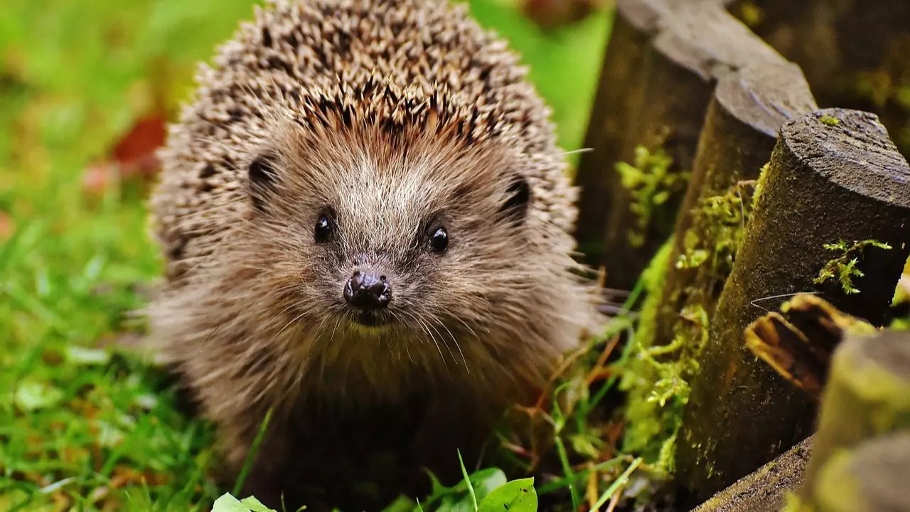 Hedgehog wont ruin your garden