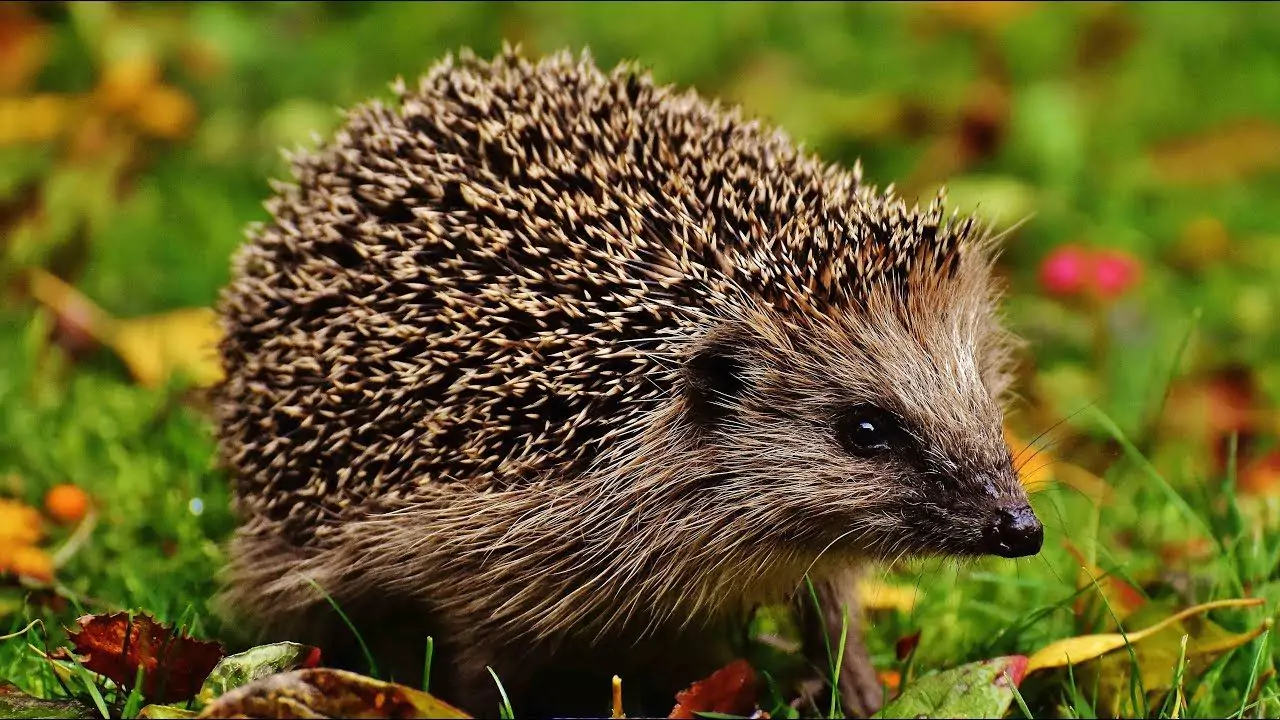 When Do Garden Hedgehogs Give Birth