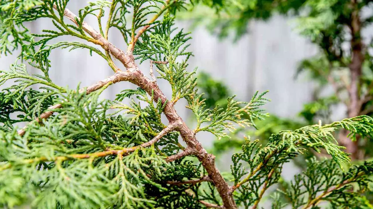 Hinoki Cypress healthy