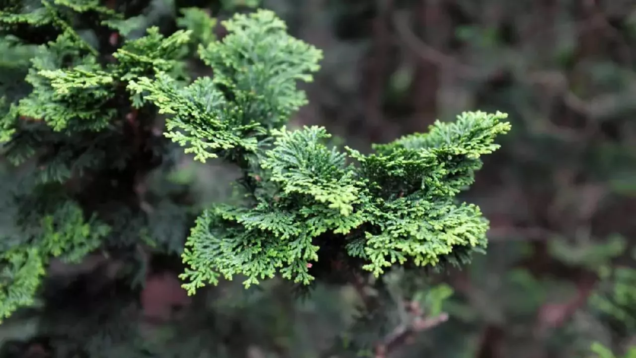 Hinoki Cypress nutrient deficiency
