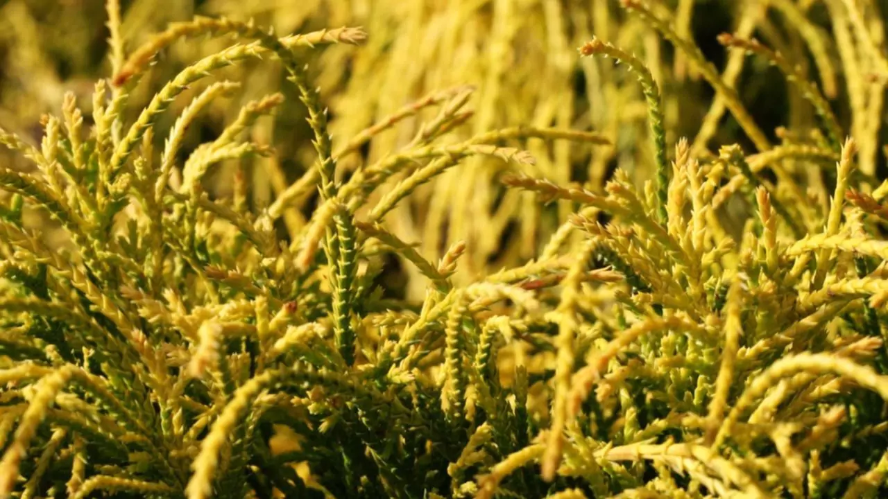 Hinoki Cypress turns yellow reasons