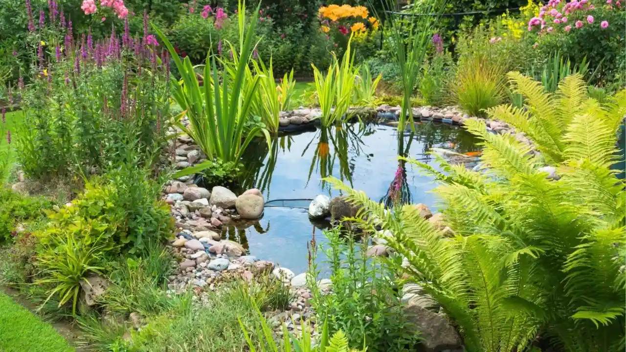 Can You Have Too Many Plants In a Garden Pond? 1 How Many Plants Can I Have In My Pond