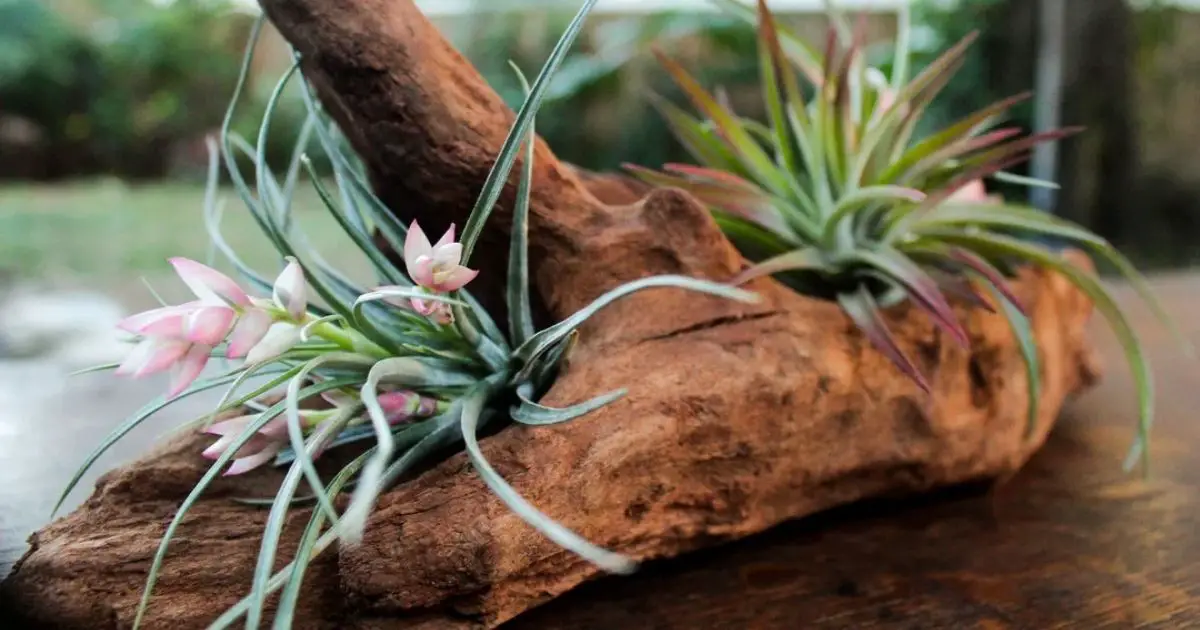 How To Attach Air Plants To Wood