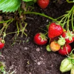 How Often Should You Water Strawberry Plants