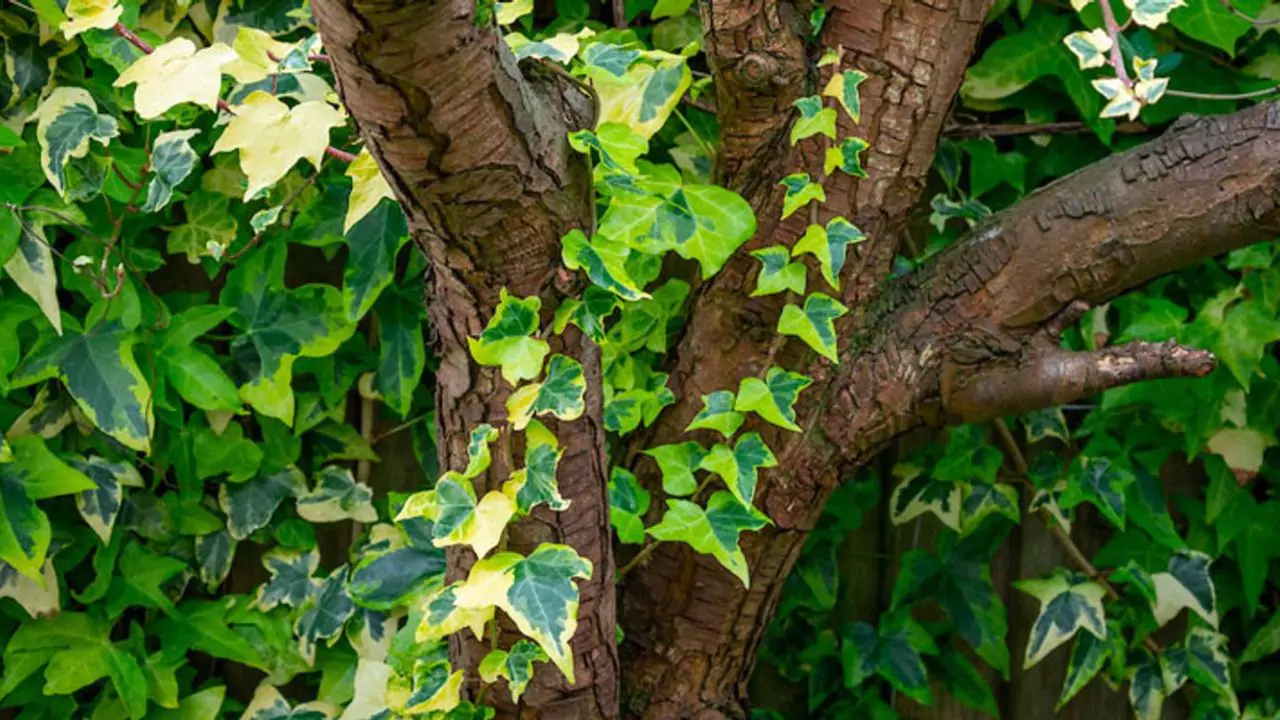 How to Quickly Kill and Remove Ivy From Trees and Walls 2 How to quickly kill ivy