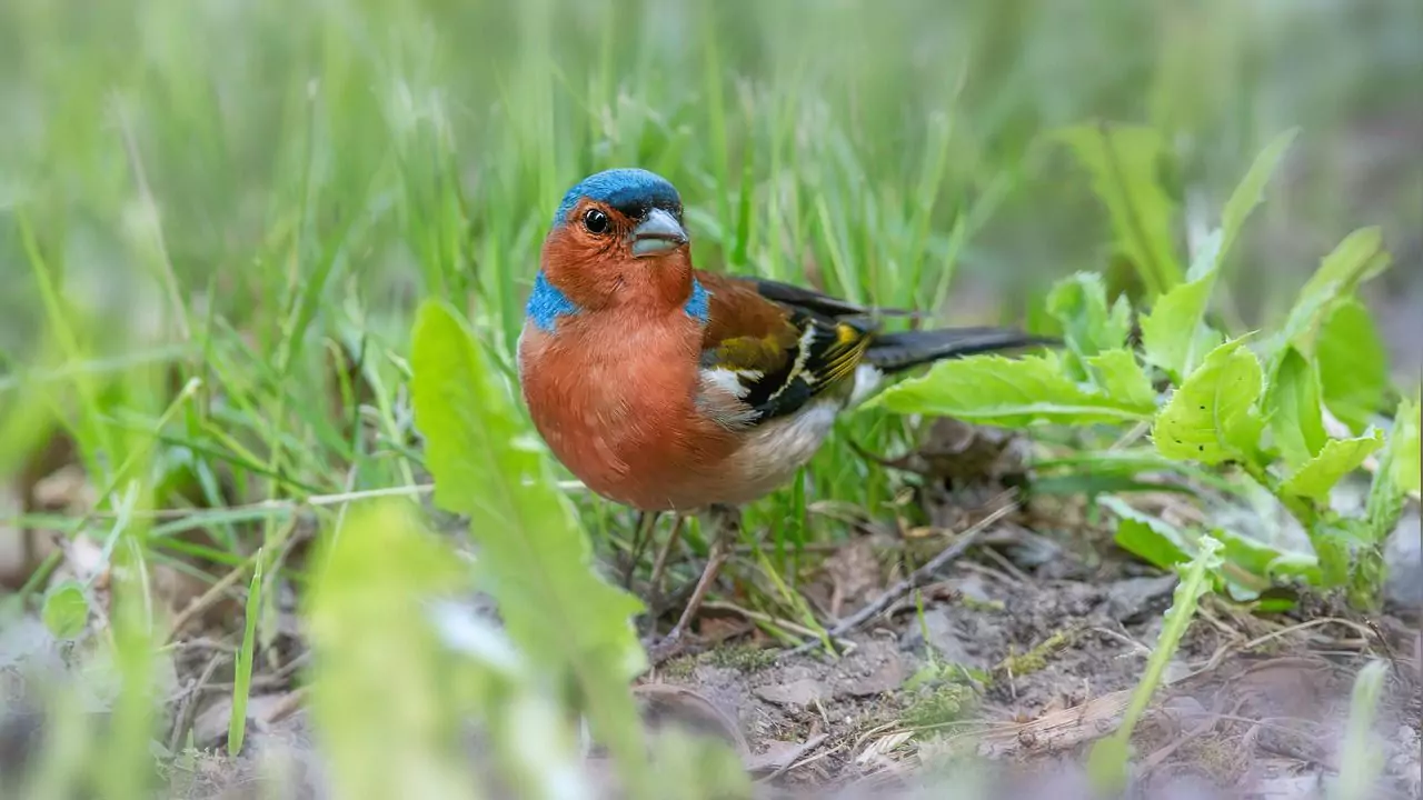 What Do Chaffinches Eat