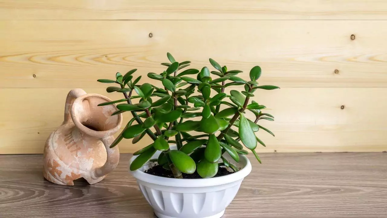 Your Complete Guide to Growing Jade Plants