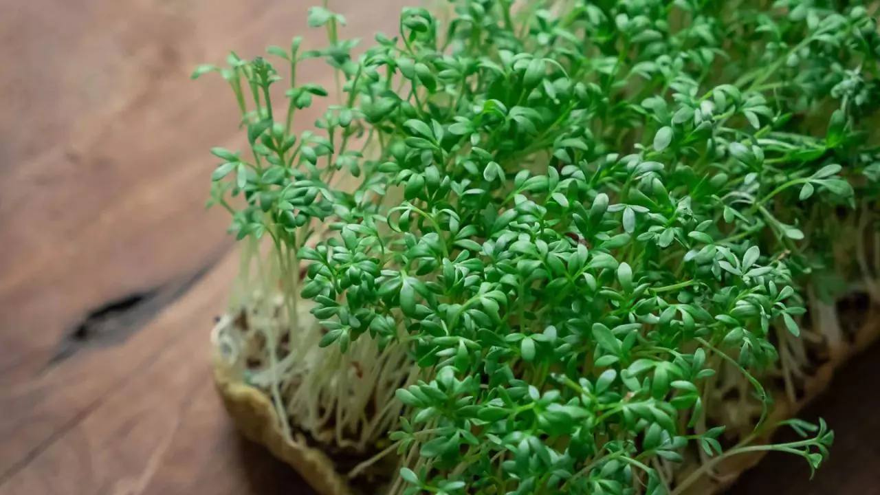 Indoor planting cress
