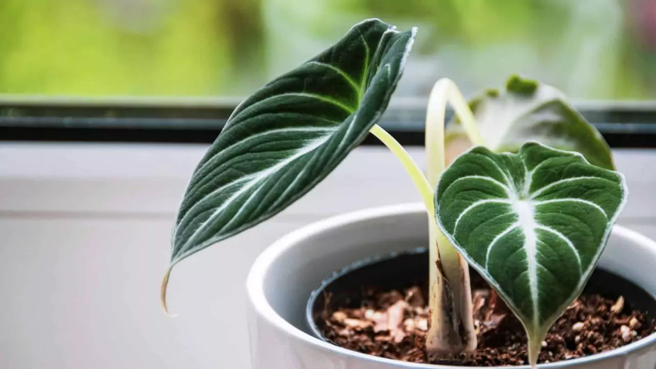 Is Alocasia Black Velvet poisonous