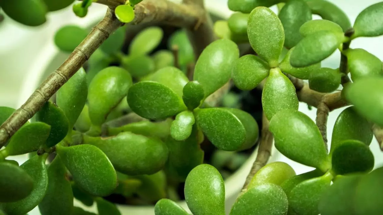 Your Complete Guide to Growing Jade Plants 4 Jade plant diseases