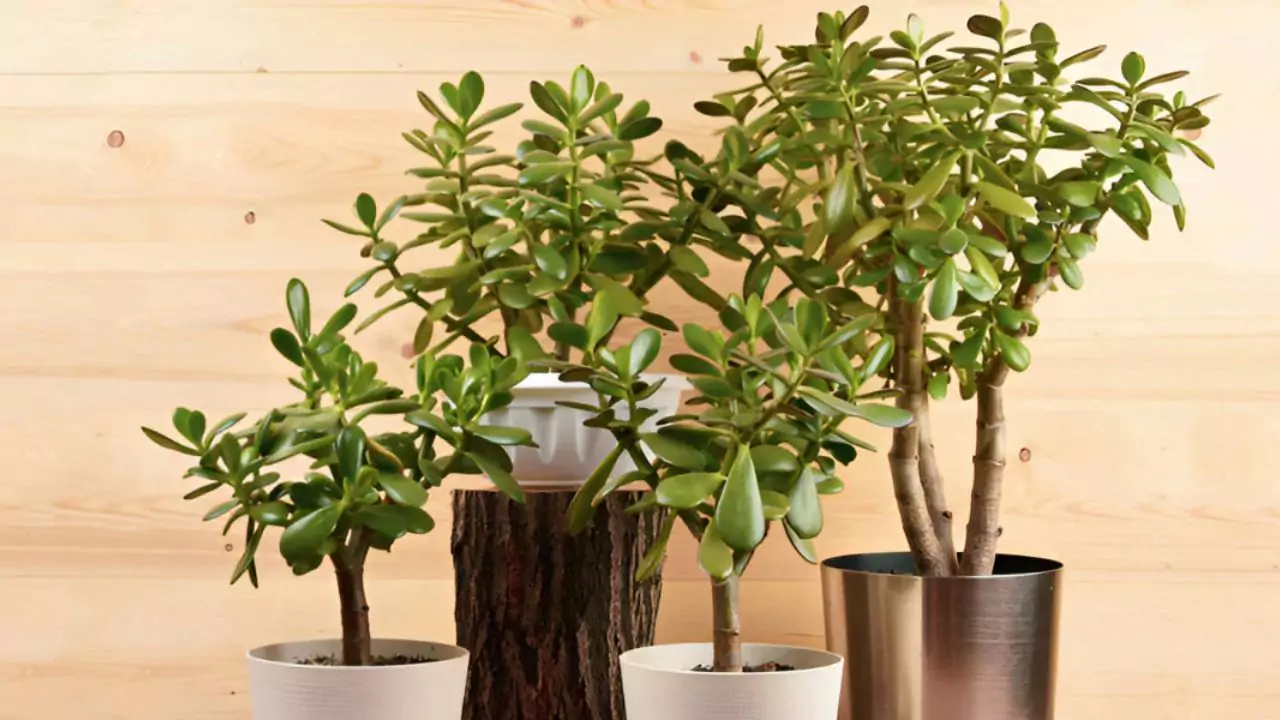 Your Complete Guide to Growing Jade Plants 1 Jade plants names