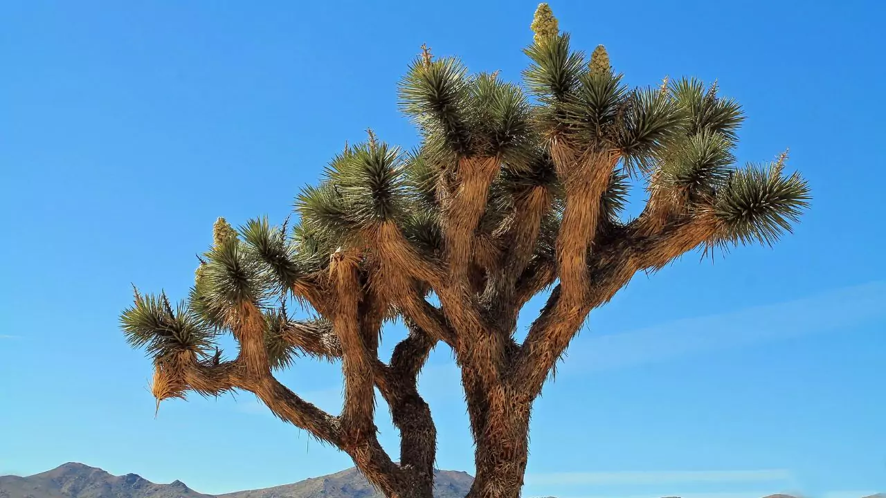 Joshua Tree