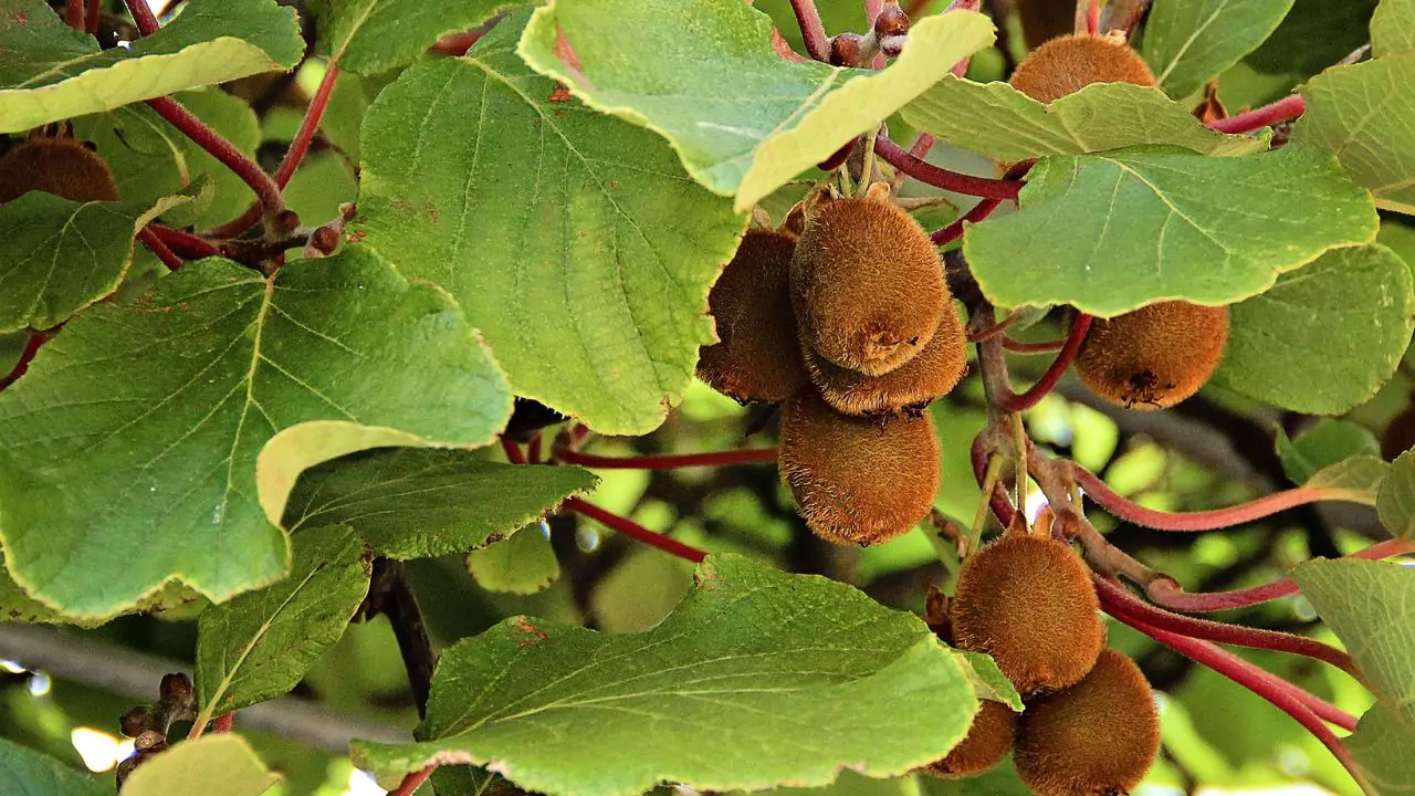 How to Grow Organic Kiwi