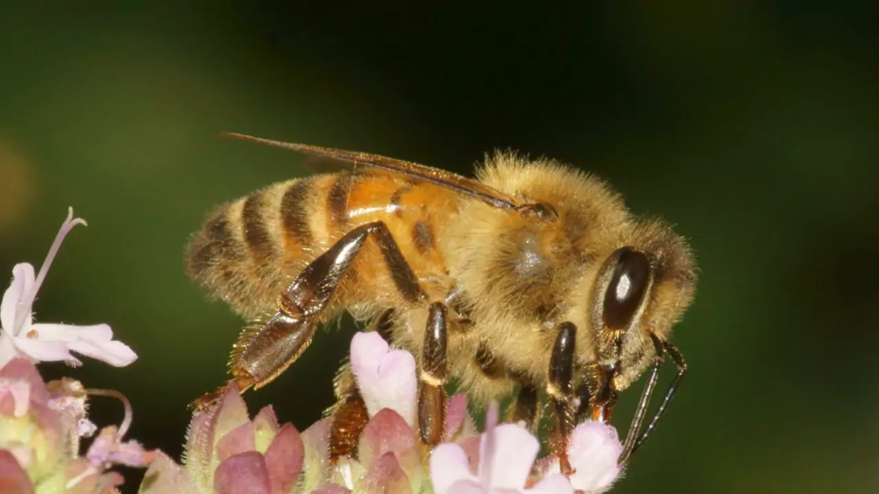 Koschevnikovs honey bee – Apis koschevnikovi