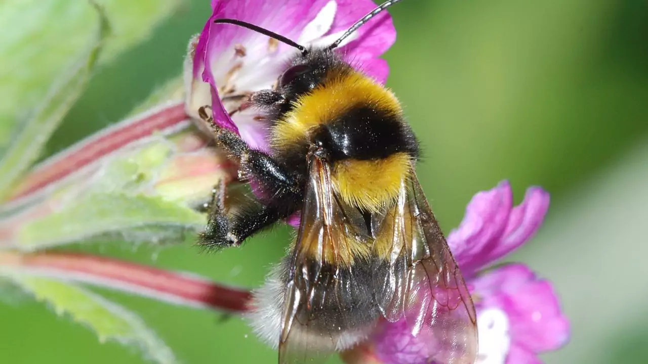 Large Garden Bumblebee – Bombus ruderatus