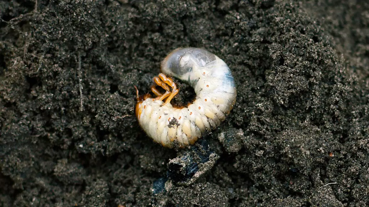 How to Get Rid of Lawn Grubs Naturally
