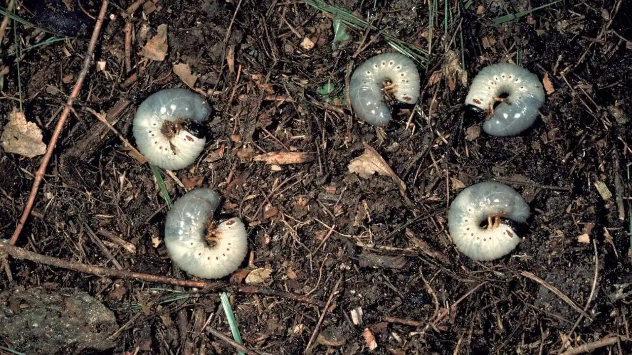 How to Get Rid of Lawn Grubs Naturally 1 Lawn Grub in Your Garden