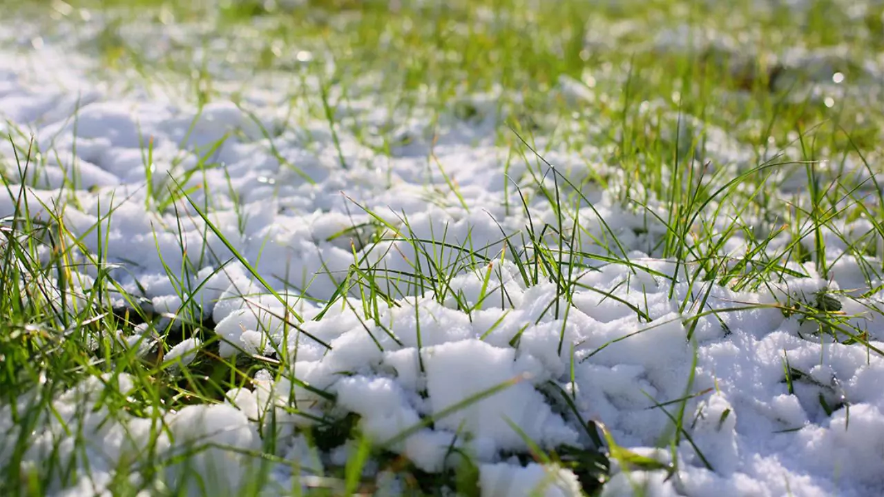 Is It Better to Leave Your Lawn Long or Short For Winter