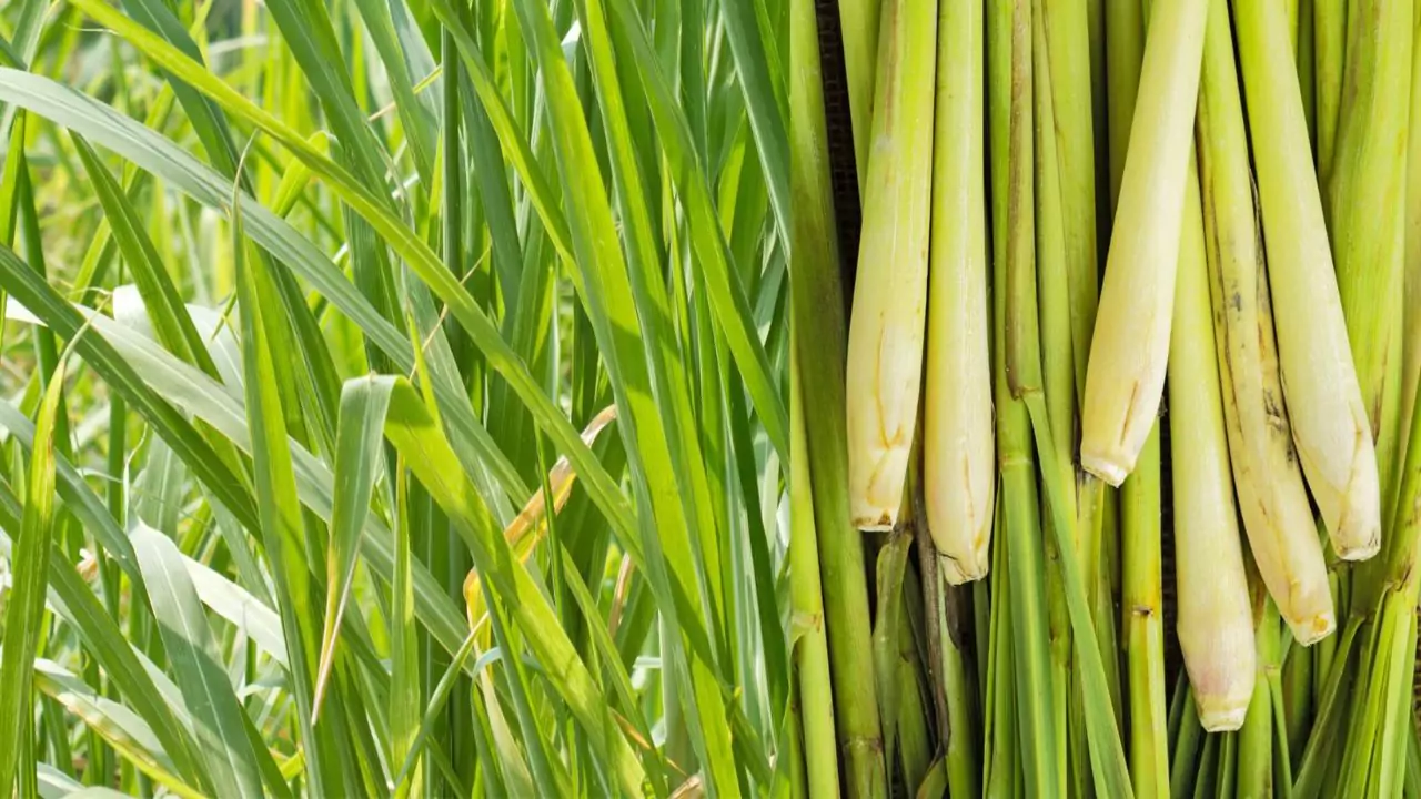 Lemon Grass harvested
