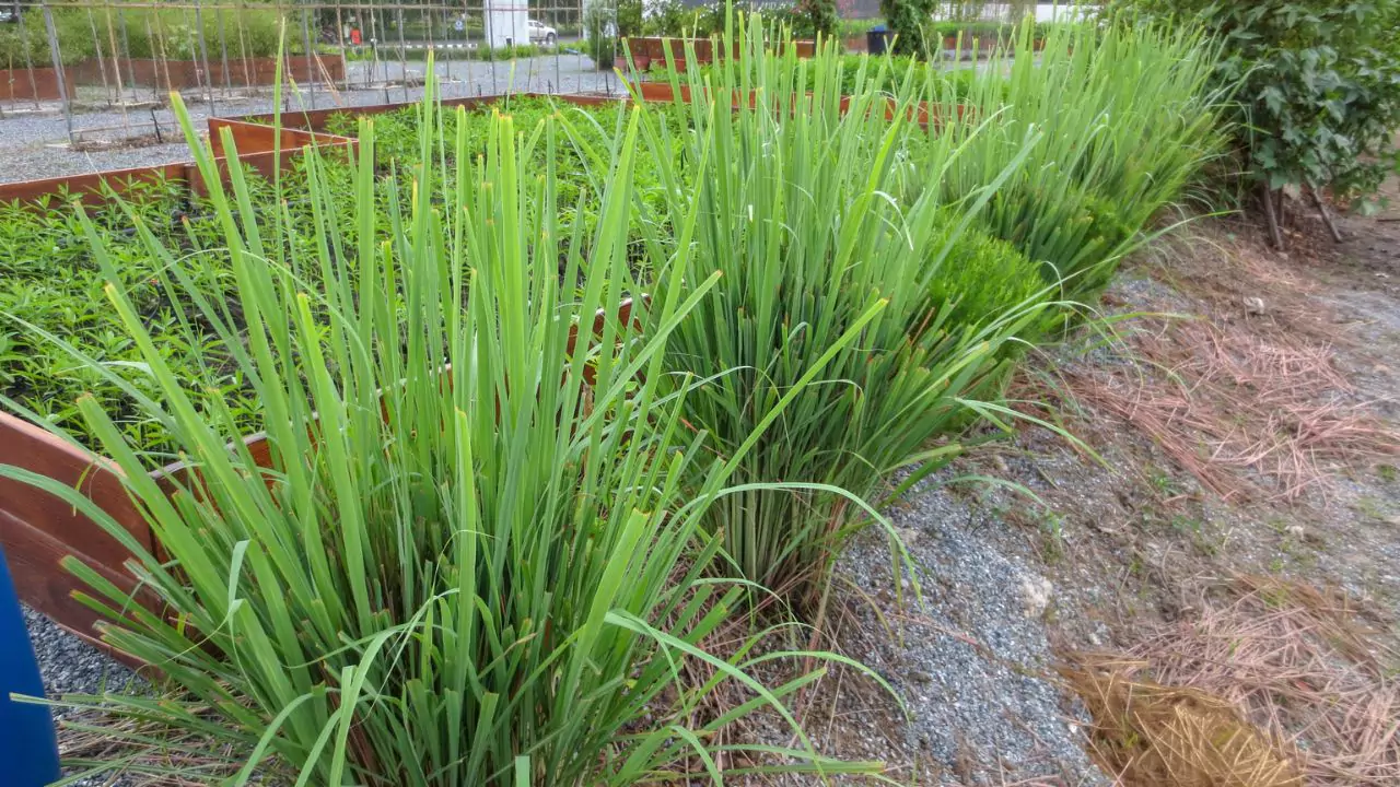 Lemon Grass rusting blades