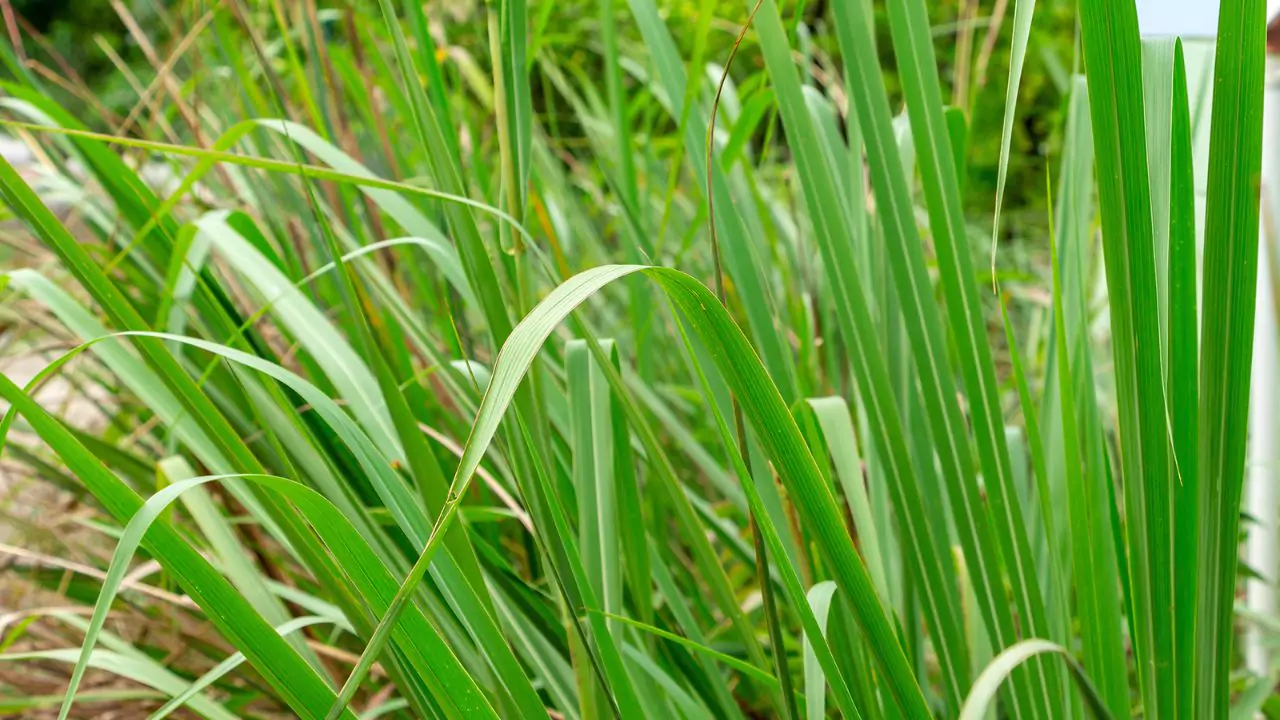 Lemon Grass varieties 1