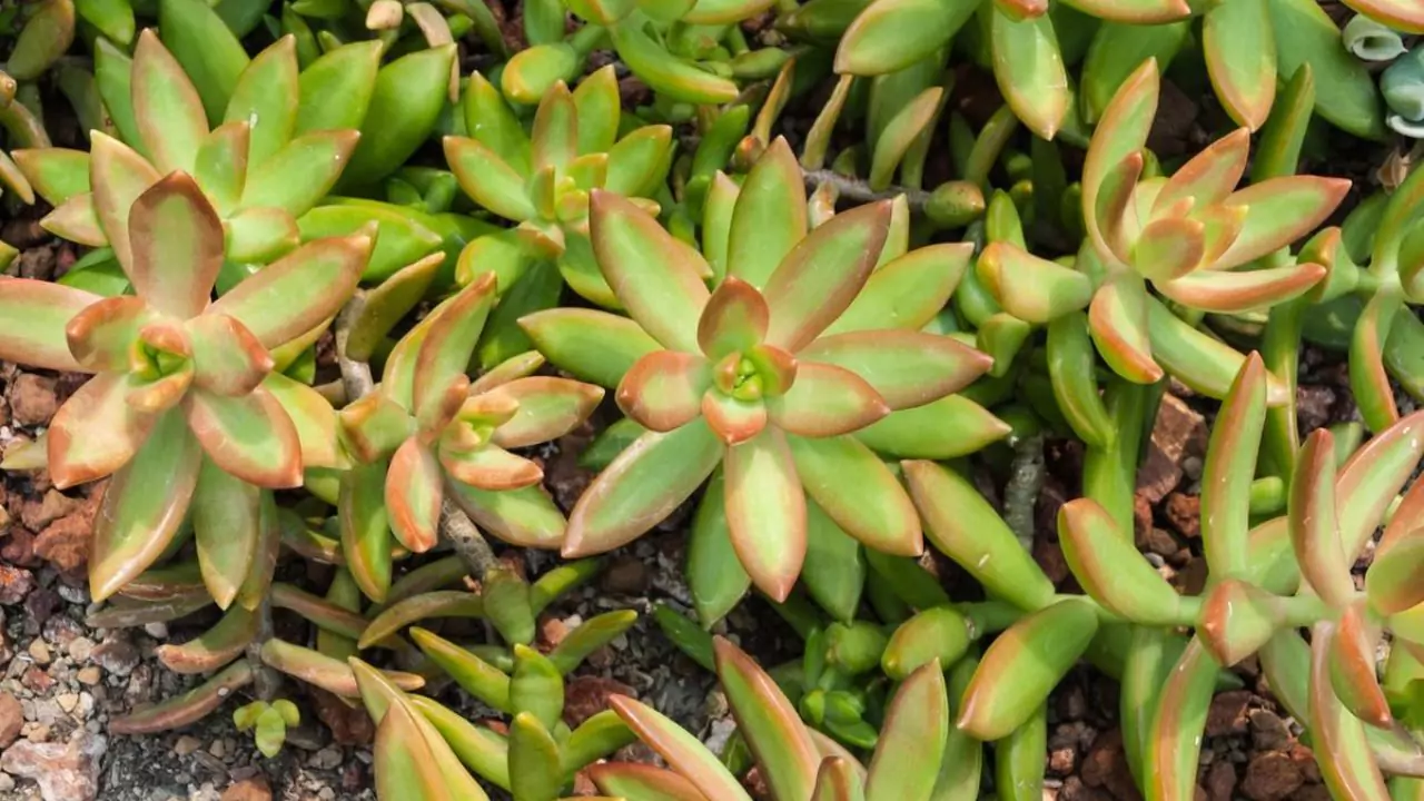 21 Succulent Bowl Planting Design Ideas 9 Lone Plant succulents