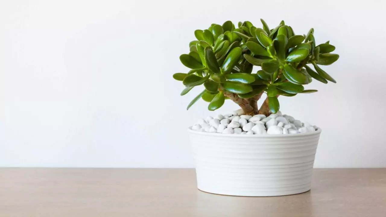 Your Complete Guide to Growing Jade Plants 5 Lucky plant