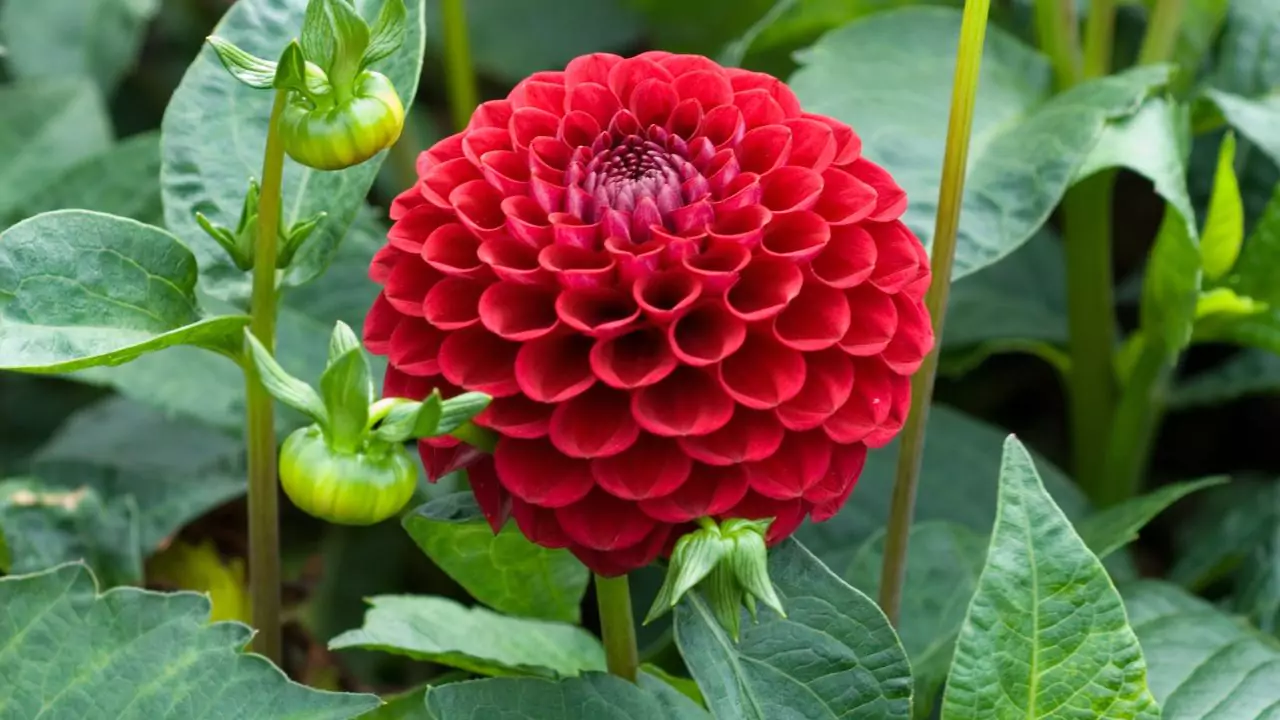 Magnificent Dahlia