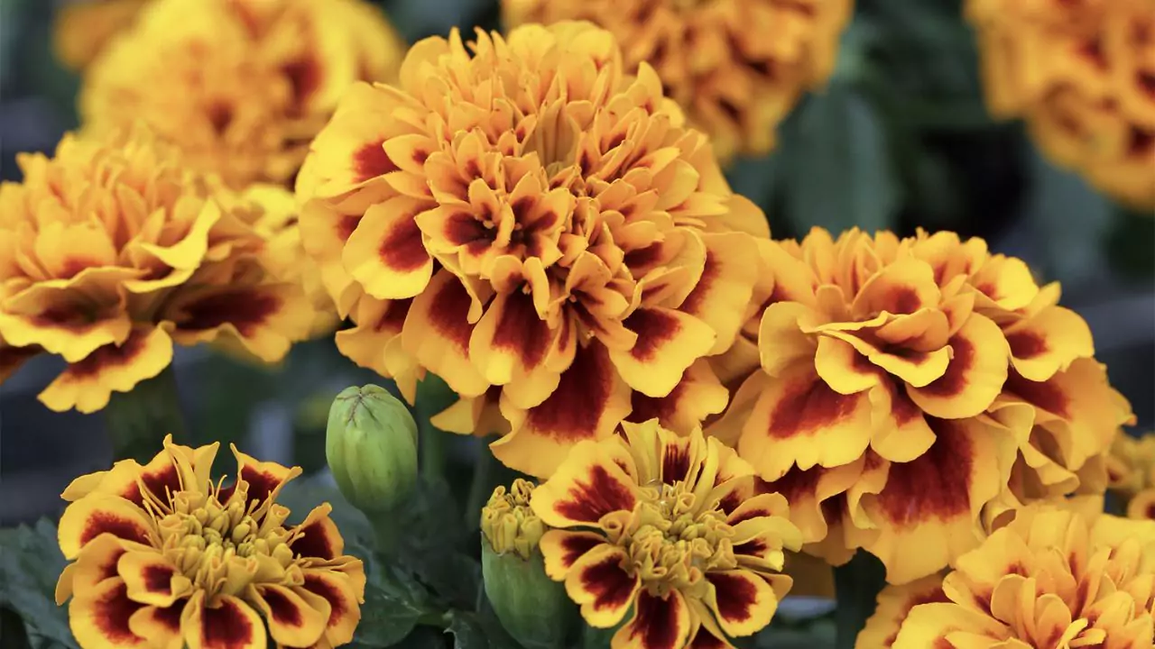 Marigolds