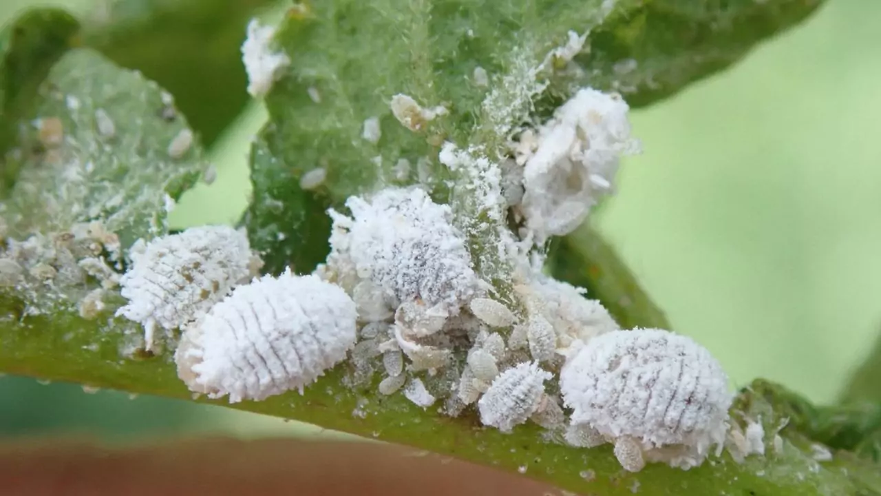 Grower’s Guide for Betel Leaf 8 Mealybugs problems