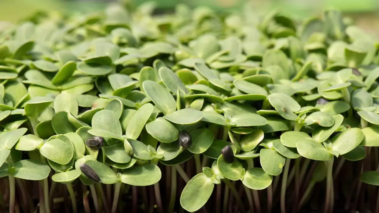 Can Microgreens Grow Into Plants