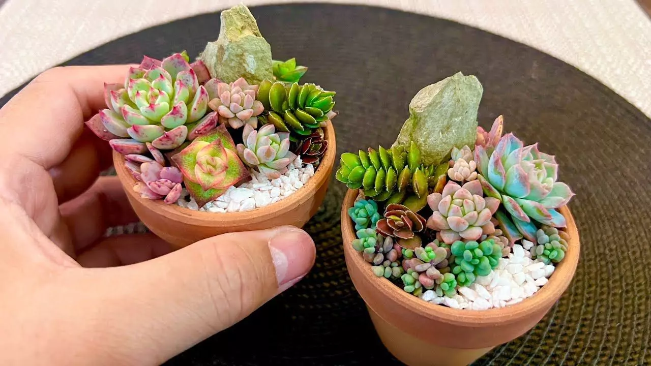 21 Succulent Bowl Planting Design Ideas 14 Mini succulents