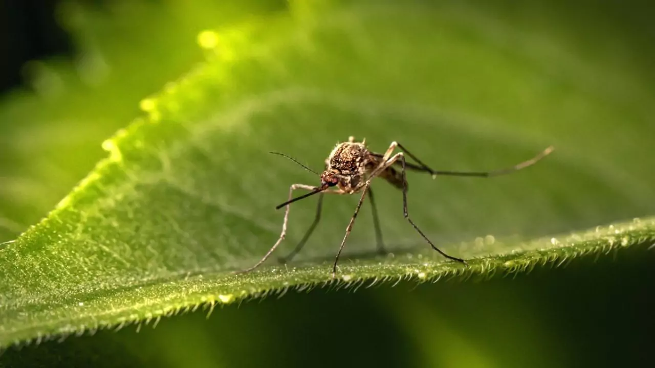 Mosquito sitting on a leaf