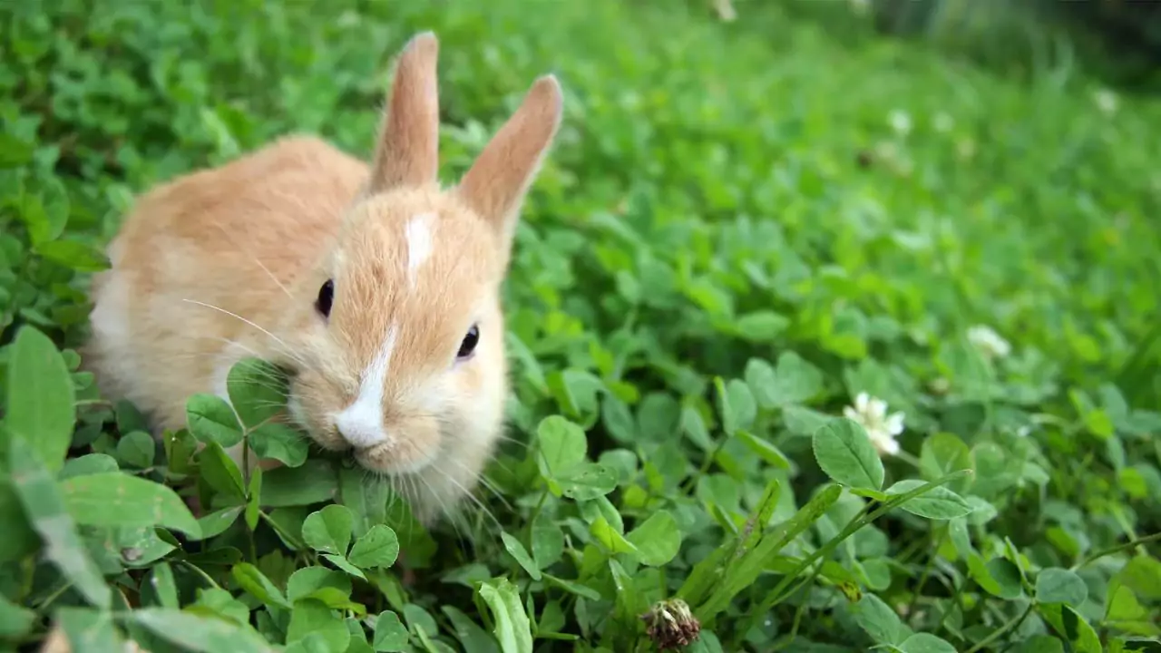 How to Get Rid of Rabbits without Killing Them