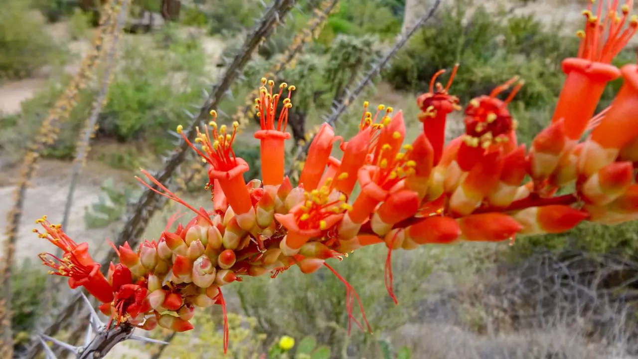 Ocotillo