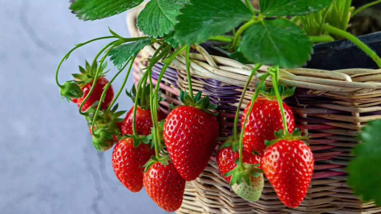 How Often Should You Water Strawberry Plants (Pots & Ground) 4 Often to Water Strawberries