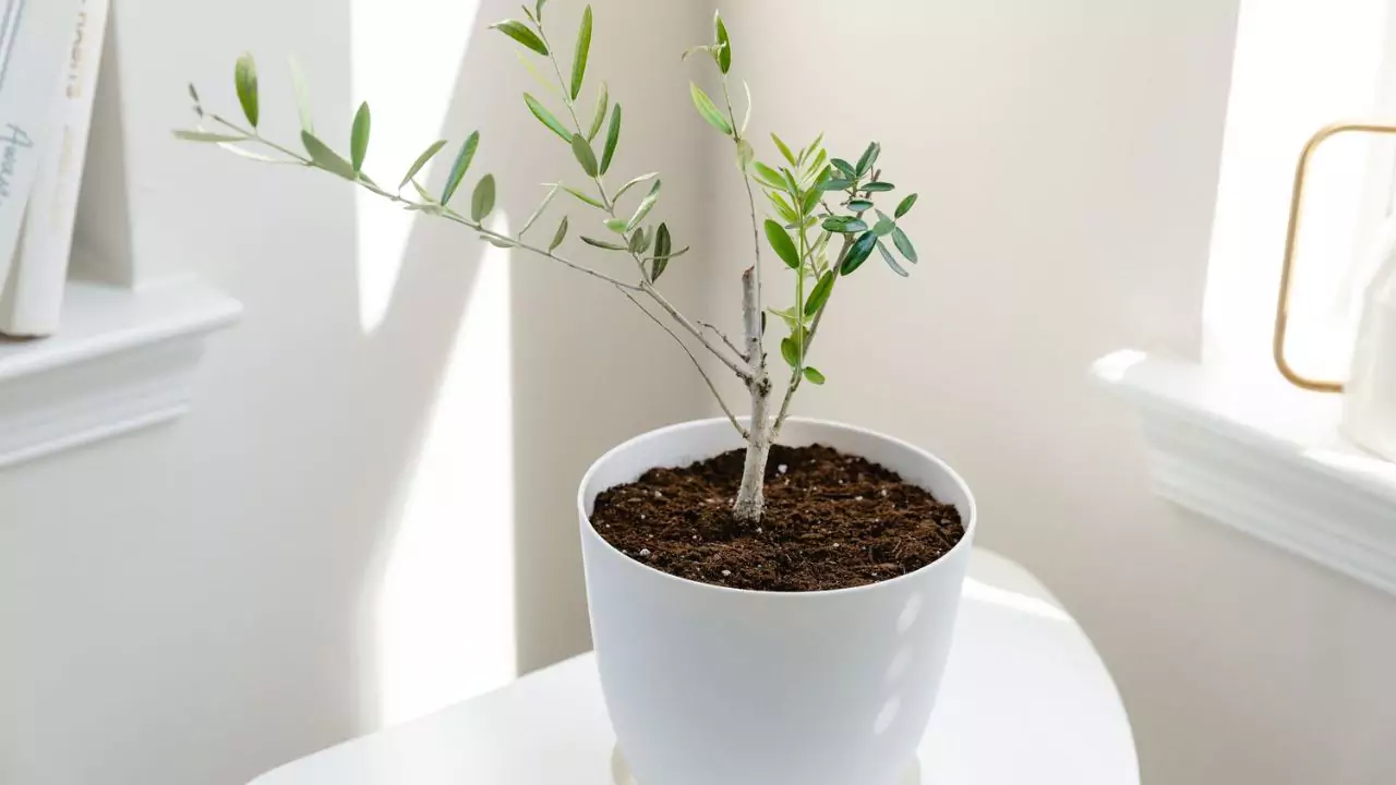 What’s the Best Soil to Use for Olive Trees in Pots? 2 Olive tree 1