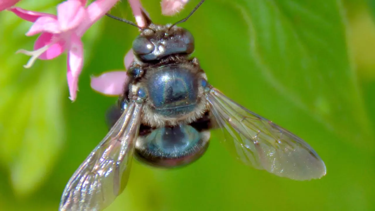 Orchard mason bee