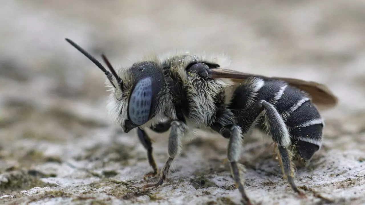 Osmia