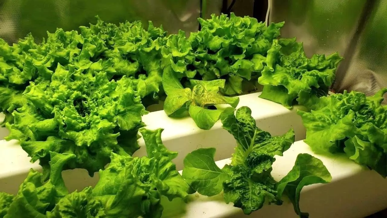 Can I Use an Aquarium for Aquaponics