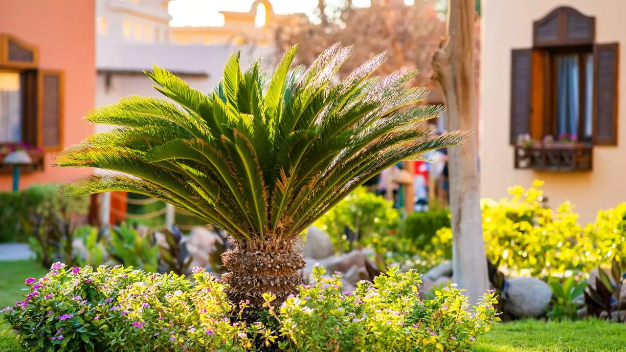 What Temperature Will Kill a Palm Tree 2 Palm Trees Healthy in Cold Temperatures