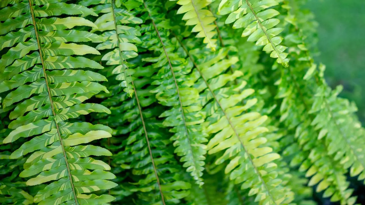 Parts of a Boston Fern