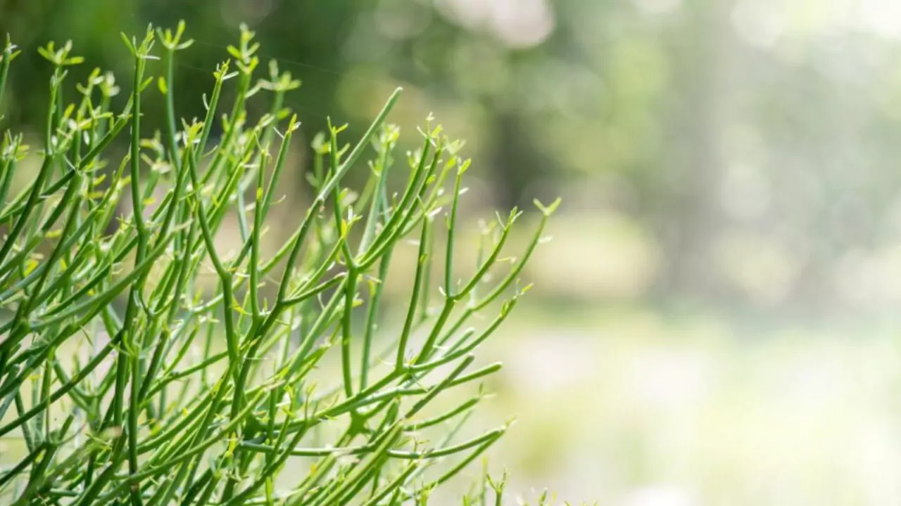 Pencil cactus cutting branches