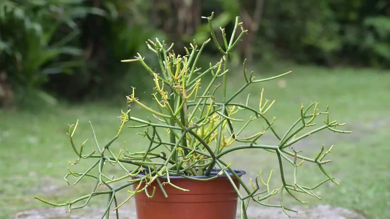 Pencil cactus proper watering